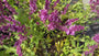 Salbei (Rose) - Salvia x sylvestris 'Rose Queen'