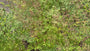 Bio-Pastille – Thalictrum delavayi