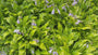 Herzlilie - Hosta 'Gold Standard'