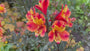 Peruanische Lilie - Alstroemeria Ligtu Hybriden