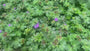 Storchschnabel - Geranium wlassovianum