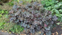 Bio-Herbst-Anemone Weiß (Höhe 90 cm) - Anemone hybrida 'Honorine Jobert'
