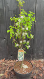 Johannisbeerbaum - Amelanchier alnifolia 'Obelisk'