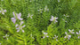 Scharnierblume - Physostegia virginiana
