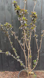Schwarzer Holunder - Sambucus nigra 'Black Tower'