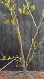 Gelbe Heuschrecke - Gleditsia triacanthos 'Sunburst'