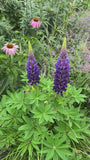 Lupine - Lupinus 'Der Gouverneur'