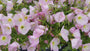 Nachtkerze (zartrosa) - Oenothera speciosa 'Siskiyou'