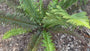 Nadelfarn (Wintergrün) - Polystichum munitum