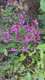 Marjolein - Origanum 'Rosenkuppel'