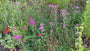 Bio-Schafgarbe - Achillea millefolium 'Cerise Queen'