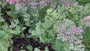 Mauerpfeffer - Sedum spectabile 'Septemberglut'
