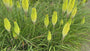 Fackellilie (Gelb-weiß) - Kniphofia 'Little Maid'