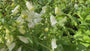 Bio-Fingerhut - Digitalis purpurea 'Alba'