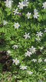Buschwindröschen weiß (Höhe 25 cm) – Anemone nemorosa