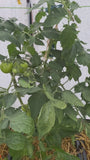 Fleischtomate - Lycopersicum esculentum