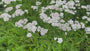 Gewöhnliche Schafgarbe - Achillea millefolium