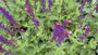 Bio-Salbei (lila) - Salvia Nemorosa Caradonna