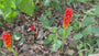 Italienischer Aronstab - Arum italicum