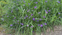 Tagesblume - Tradescantia 'Zwanenburg Blue'