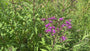 Eisenkraut - Vernonia Crinita