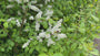 Vogelkirsche - Prunus padus