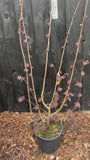 Hasel - Corylus avellana 'Rote Zellernuss'