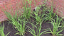 Fingergras - Panicum virgatum 'Northwind'