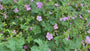 Storchschnabel - Geranium endressii 'Wargrave Pink'