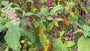Westliche Kermesbeere - Phytolacca americana