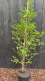 Japanischer Storaxbaum - Styrax japonicus 'Snowcone'