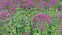 Königinnenkraut - Eupatorium maculatum