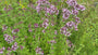 Wilder Majoran (Oregano) – Origanum vulgare – Einheimisch