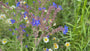 Gewöhnliche Ochsenzunge - Anchusa officinalis