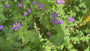 Storchschnabel - Geranium wlassovianum