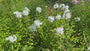 Phlox (Höhe 100 cm, Weiß) - Phlox 'David'