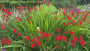 Montbretia - Crocosmia 'Lucifer' TIPP