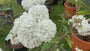 Schneeball - Viburnum 'Eskimo'