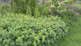 Bio-Schöner Frauenmantel – Alchemilla mollis TIPP