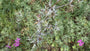 Kreuzdistel - Eryngium bourgatii