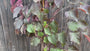 Judasbaum - Cercis canadensis 'Waldstiefmütterchen'