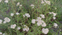 Gewöhnliche Schafgarbe (Weiß) - Achillea millefolium 'Schneetaler'
