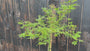 Japanischer Ahorn am Stamm - Acer Palmatum 'Dissectum Viridis'