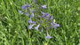 Bio-Afrikanische Lilie - Agapanthus africanus