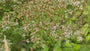 Schneesternaster (Höhe 60 cm) - Aster divaricatus