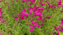 Bio-Schlangenkopf - Penstemon 'Andenk an F. Hahn'