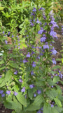 Virginische Lobelie - Lobelia siphilitica