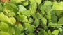 Elfenblume - Epimedium x cantabrigiense