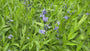 Blauer Stern - Amsonia tabernaemontana