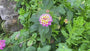 Wechselbalgblume - Lantana camara